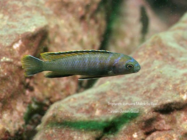 Tropheops kumwera Makokola Reef (samec)