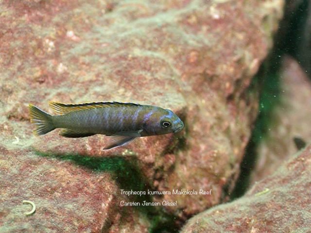 Tropheops kumwera Makokola Reef (samec)