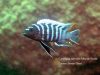 Cynotilapia zebroides Mitande (samec)