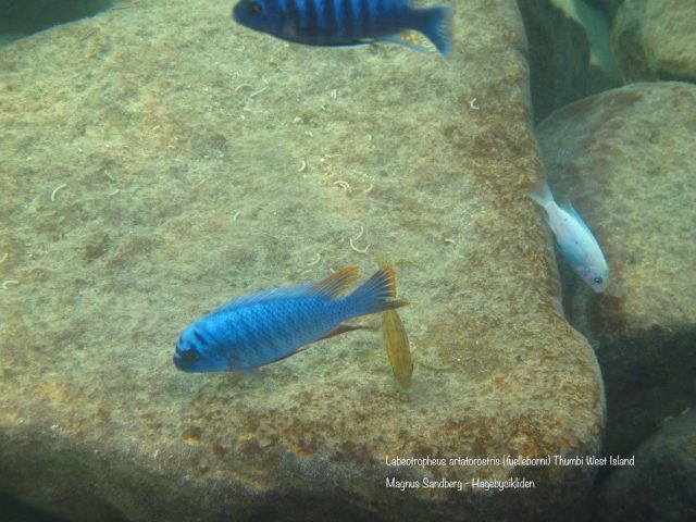 Labeotropheus artatorostris (samec)