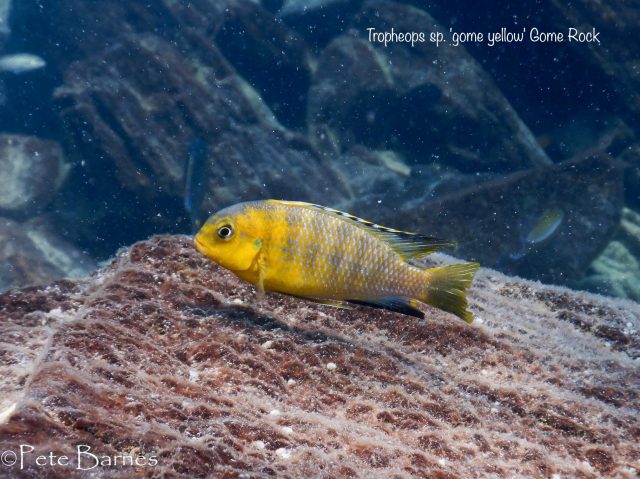 Tropheops sp. &#8218;gome yellow&#8216;