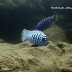 Metriaclima zebra (20)