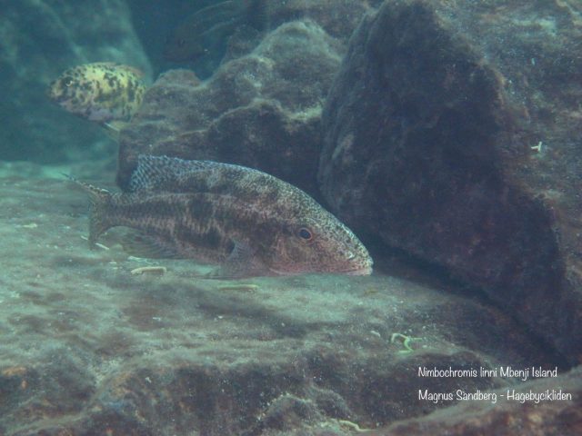 Nimbochromis linni