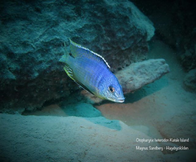 Otopharynx heterodon