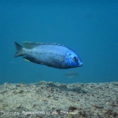 Nyassachromis sp. ‚otter‘