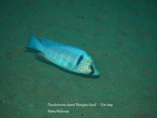 Placidochromis electra