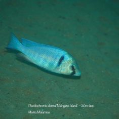 Placidochromis electra