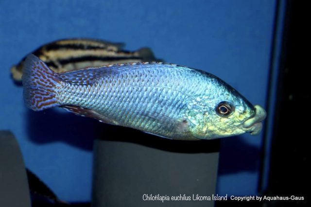 Chilotilapia euchilus