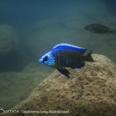 Copadichromis borleyi