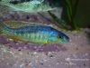 Mylochromis gracilis