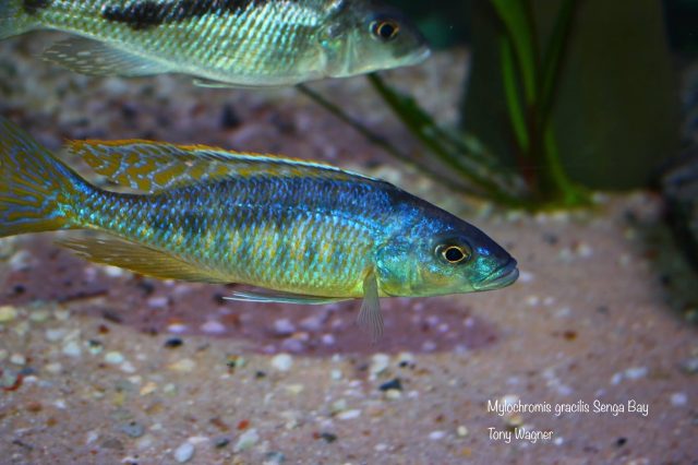 Mylochromis gracilis