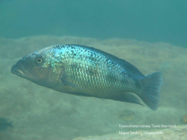 Fossorochromis rostratus