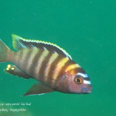 Metriaclima sp. ‚zebra patricky‘