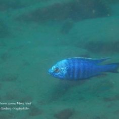 Copadichromis azureus