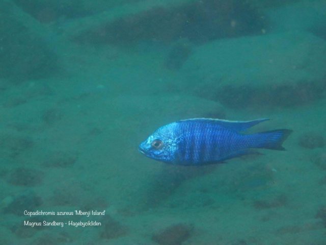 Copadichromis azureus