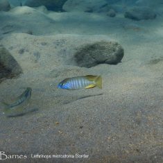 Lethrinops microstoma