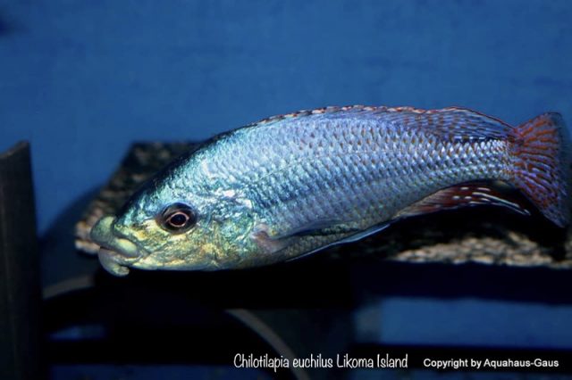 Chilotilapia euchilus Likoma Island