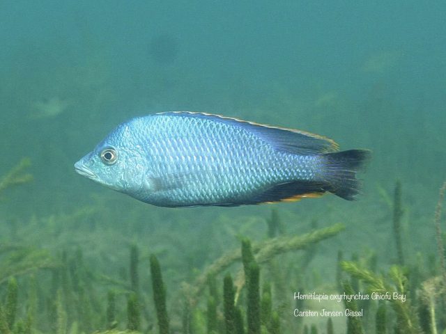 Hemitilapia oxyrhynchus