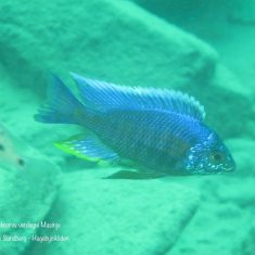 Copadichromis verduyni