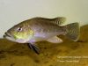 Serranochromis robustus Chiofu