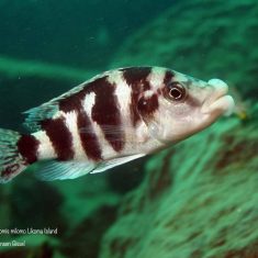 Placidochromis milomo