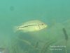 Protomelas similis Chiofu Bay