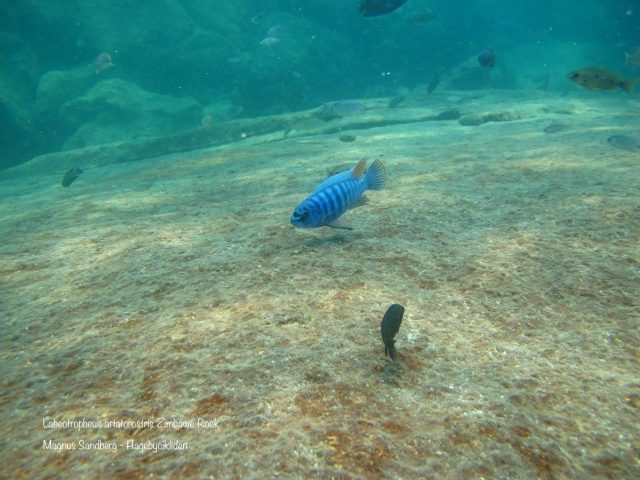 Labeotropheus artatorostris Zimbawe Rock