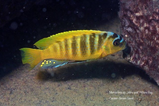 Metriaclima sp. 'zebra gold' (samec)