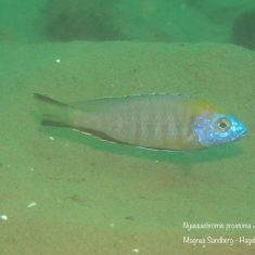 Nyassachromis prostoma