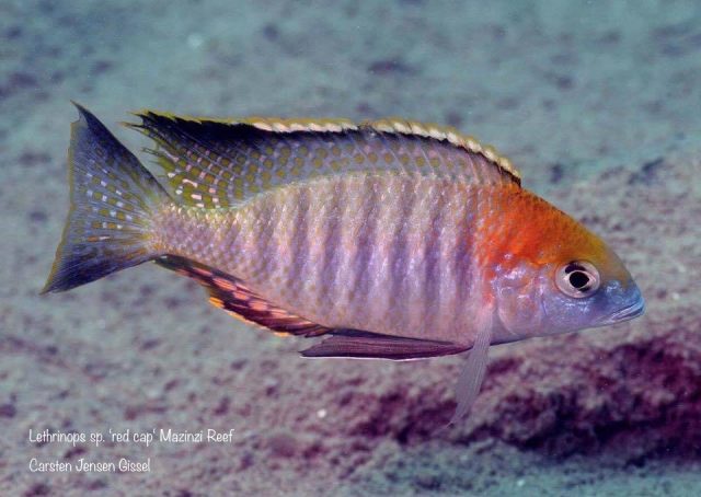 Lethrinops sp. &#8218;red cap tsano&#8216;