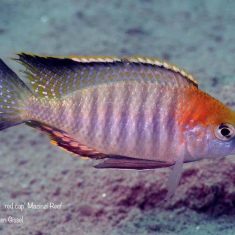 Lethrinops sp. ‚red cap tsano‘