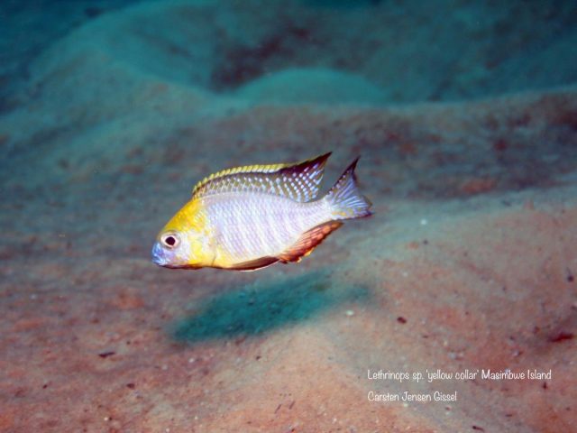 Lethrinops sp. ‚yellow collar‘ Masimbwe Island