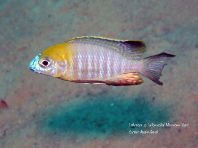 Lethrinops sp. ‚yellow collar‘