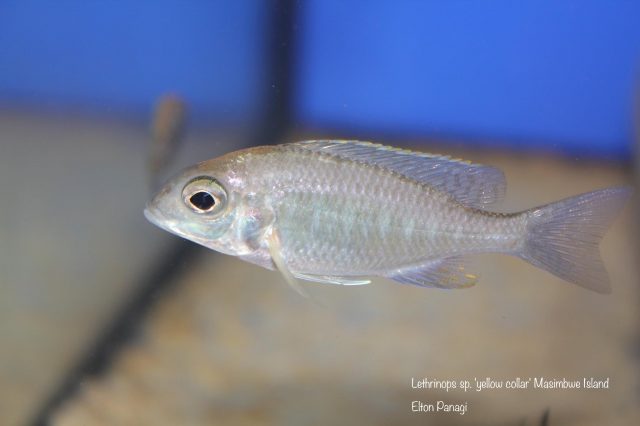 Lethrinops sp. ‚yellow collar‘ Masimbwe Island (samice)