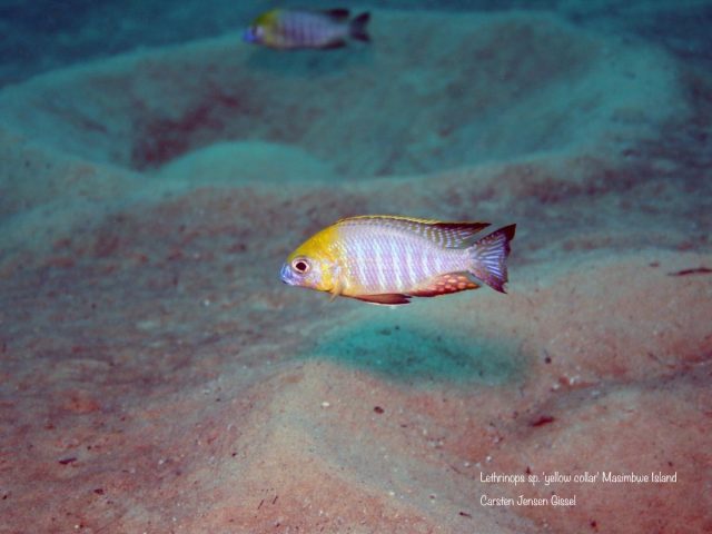 Lethrinops sp. ‚yellow collar‘ Masimbwe Island