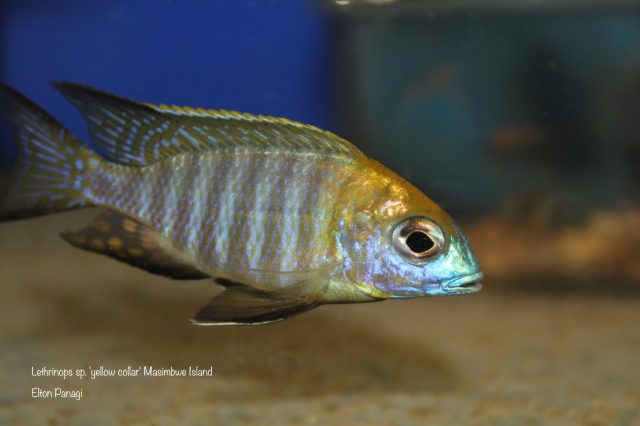 Lethrinops sp. ‚yellow collar‘ Masimbwe Island