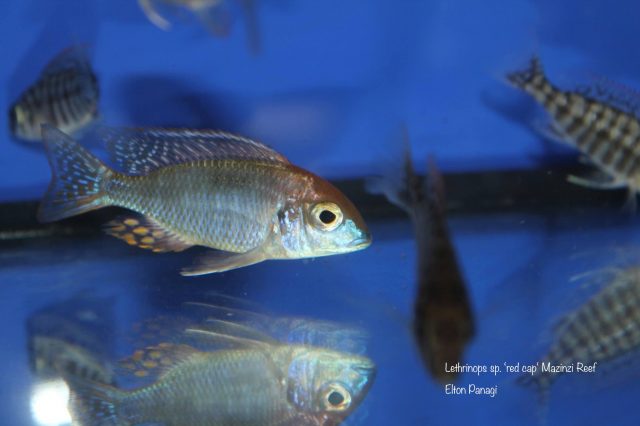 Lethrinops sp. 'red cap tsano' Mazinzi Reef