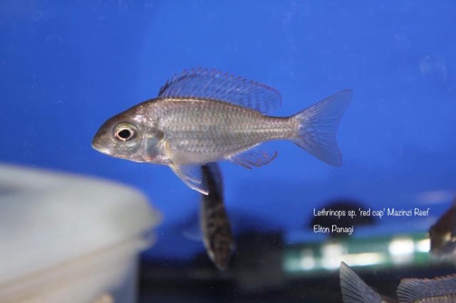 Lethrinops sp. 'red cap tsano' Mazinzi Reef (samice)