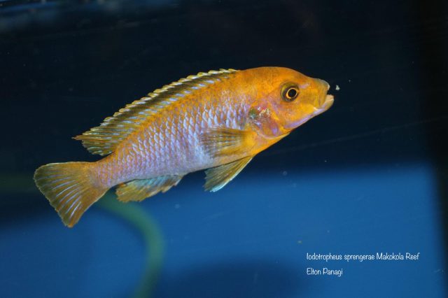 Iodotropheus sprengerae