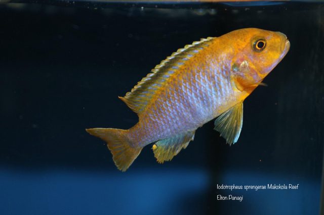 Iodotropheus sprengerae