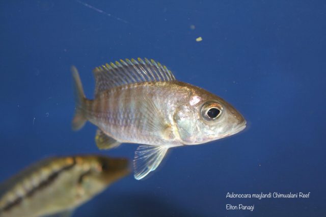 Aulonocara maylandi Chimwalani Reef (Eccles Reef)