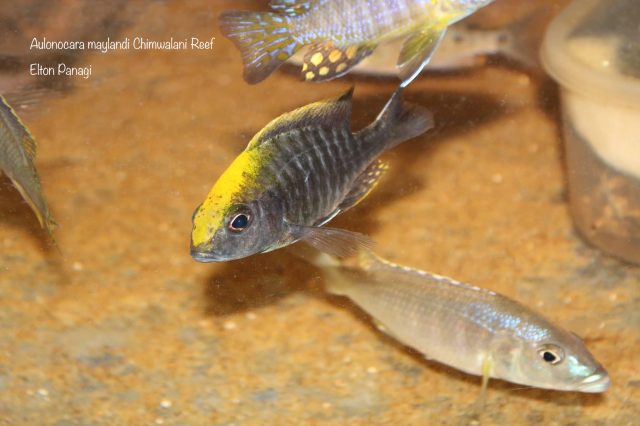 Aulonocara maylandi Chimwalani Reef (Eccles Reef)