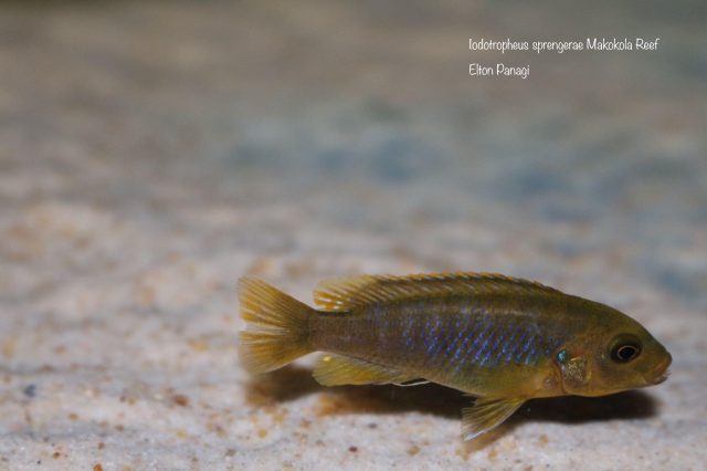 Iodotropheus sprengerae (samice)