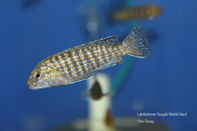 Labidochromis flavigulis Machili Island