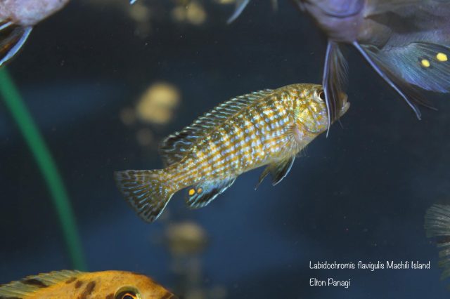 Labidochromis flavigulis Machili Island