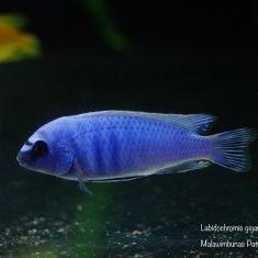 Labidochromis gigas