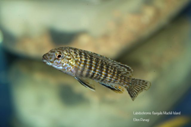 Labidochromis flavigulis Machili Island