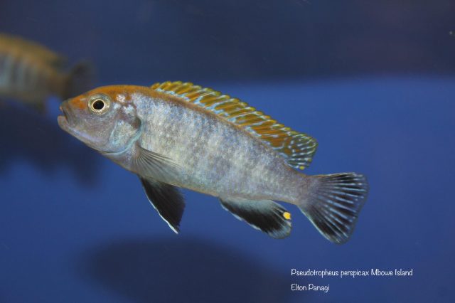 Pseudotropheus perspicax