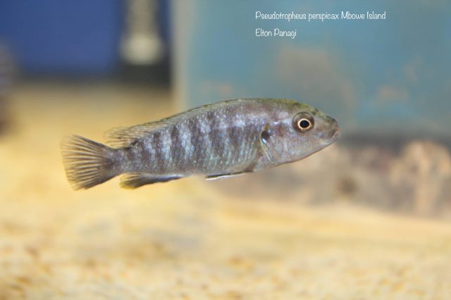 Pseudotropheus perspicax Mbowe Island (samice)