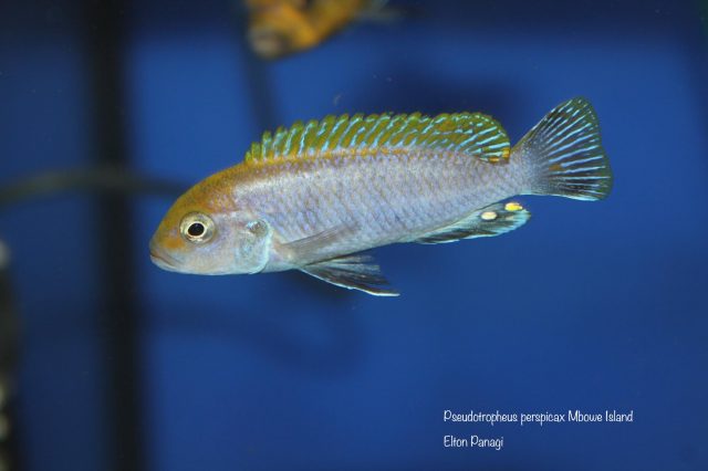 Pseudotropheus perspicax Mbowe Island